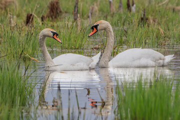 Swans looking at each other tenderly