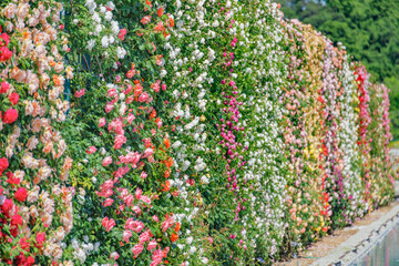 瑞々しいカラフルな満開の薔薇