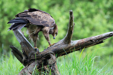 A large bird of prey cleans its beak on a stump