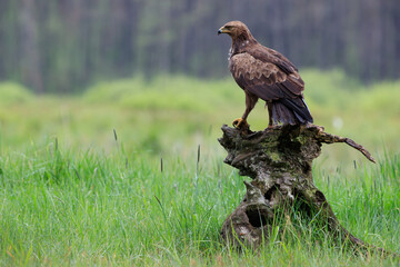 A large bird of prey on a stump against a green background