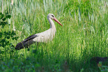 A stork walking among the grass and rushes