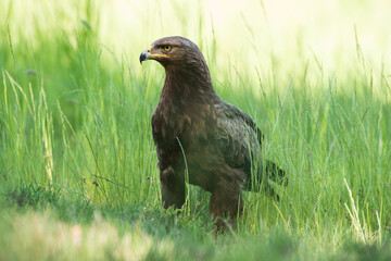 An eagle emerging from tall grass