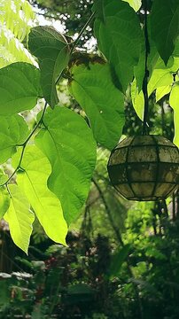 Ambient motion of an oriental capiz lamp swaying in the gentle breeze surrounded by green foliage at a tropical zen garden 