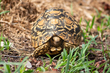 A leopard tortoise on the ground in the Serengeti, Tanzania