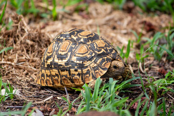A leopard tortoise on the ground in the Serengeti, Tanzania