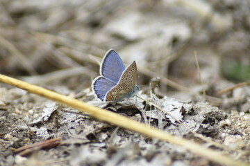A beatiful photo of a common blue butterfly (Polyommatus icarus 