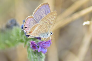 Pea blue butterfly (Lampides boeticus 