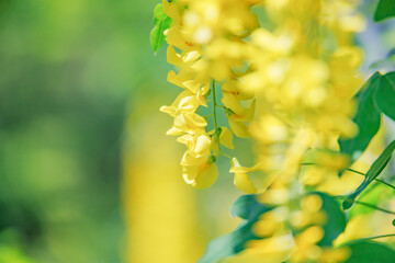 色が珍しい黄色の瑞々しいフジの花