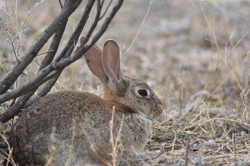 Nice wild rabbit profile close-up