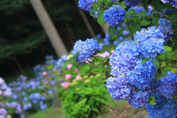 雨上がりに雫を花びらに乗せて美しく輝く紫陽花の花たち
