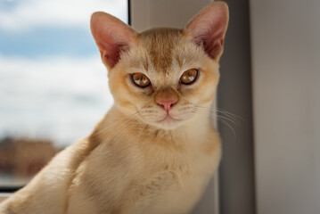 Portrait of a red Burmese kitten against a window.
