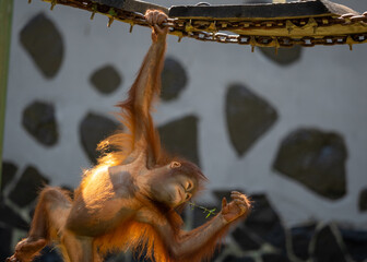 Borneo orangutans 
