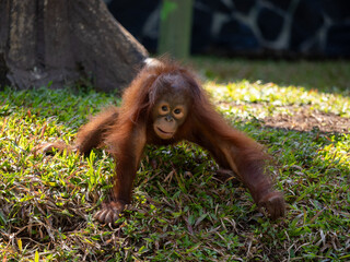 Naklejka premium Borneo orangutans 