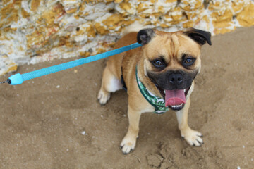 Obraz premium Our happy smiling Jug having a rest after a walk at Nightcliff Beach in Darwin, a Jug is a pug crossed with a Jack Russell. Make sure you do not walk near water's edge due to crocodiles in the area