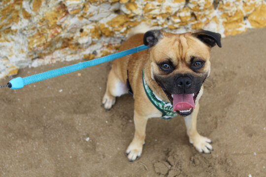Our happy smiling Jug having a rest after a walk at Nightcliff Beach in Darwin, a Jug is a pug crossed with a Jack Russell. Make sure you do not walk near water's edge due to crocodiles in the area
