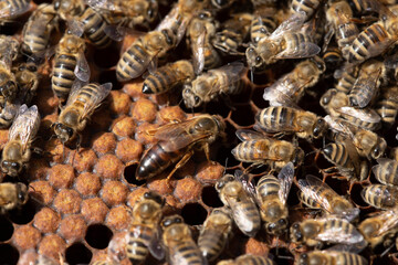 Macro shot of queen bee on frame with brood and worker bees