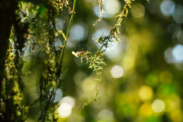 Close up the fern and the moss on the trees in the rainforest