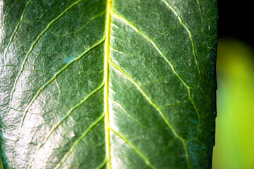 Intricate Nature: Macro View of Leaf Veins and Details