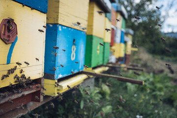 Bee hives in the field
