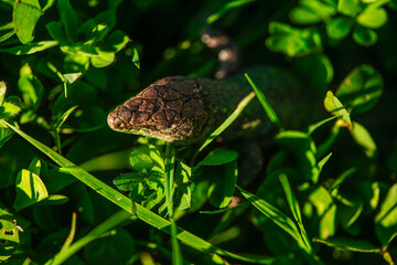 Hidden Among the Blades: Close-Up of a Lizard Inside Grass