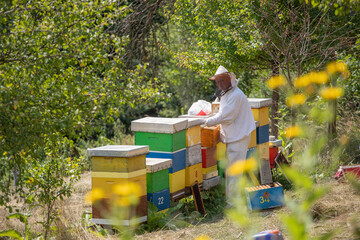 Beekeeper working in their apiary