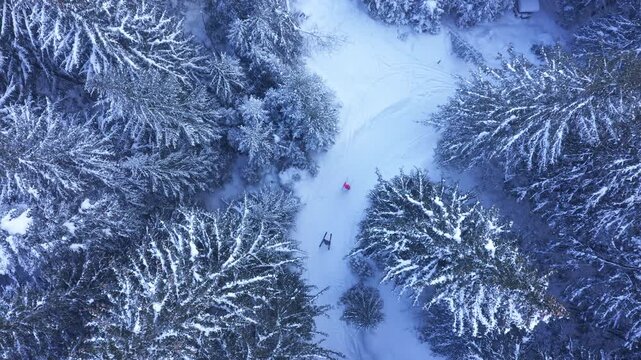 Flying drone aerial 4K footage of a snow covered spruce trees with a ski track with moving two skiers and snowboarder. Snowflakes falling on the Tatra mountain forest. Active people concept video.