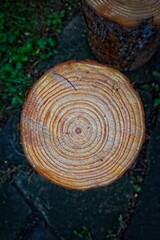 Naklejka premium Close-Up of Tree Stump with Growth Rings