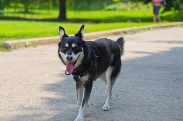 Happy Dog Walking in the Park