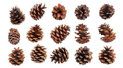 Pine cone set on transparent background 