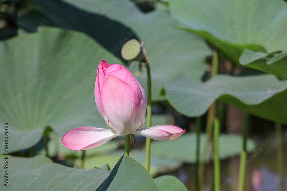 Wall mural beautiful pink lotus flower close up view