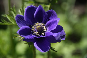 close up blossom flower with blue petals