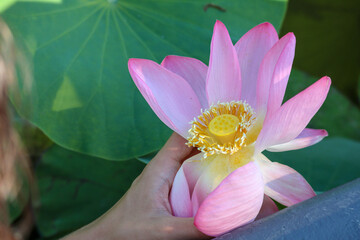 beautiful pink lotus flower close up view