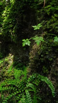 Piante verdi e felce bagnate dalla rugiada, video verticale