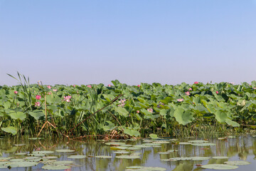 beautiful pink lotus field with big green leaves on Volga river under clear blue sky