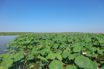 beautiful pink lotus field with big green leaves on Volga river under clear blue sky