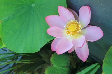 beautiful pink lotus flower close up view