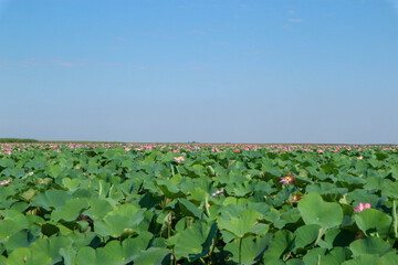 beautiful pink lotus field with big green leaves on Volga river under clear blue sky