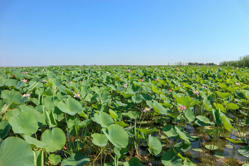 beautiful pink lotus field with big green leaves on Volga river under clear blue sky