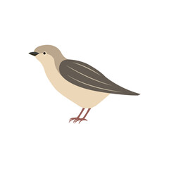 Bird minimalist vector illustration ,simple transparent graphic element .Isolated on white background