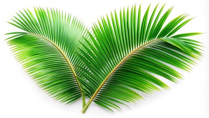 Obraz premium Two palm fronds, green and vibrant, isolated against a white background, symbolizing tropical paradise, summer vacation, nature's beauty, growth and renewal.