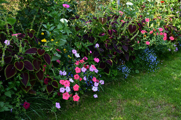 Bright and beautiful natural floral and grass background. Flower bed with various simple flowering plants on a green lawn. Green and red leaves, multi-colored flowers