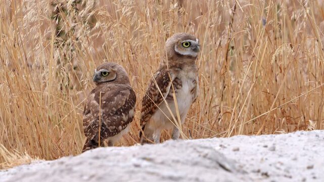 Burrowing Owls standing near the grass as one walks in the sand outside their burrow.