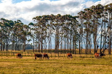 Obraz premium Cattle grazing in a field in the countryside in uruguay