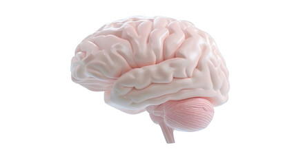A pink brain with a white background