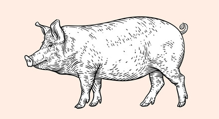 Pork, pig, hog sketch. Vintage retro print, black white farm domestic pig sketch ink pencil style drawing, engrave old school. Sketch artwork silhouette pig, white background. Vector Illustration