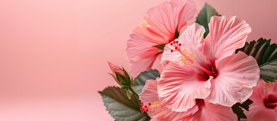 Tropical hibiscus Hawaiian flower in pink with copy space image