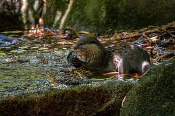 Oriental Small-clawed Otter - Aonyx cinerea, beautiful small water carnivore from Asian freswaters and mangrove swamps, Malaysia.