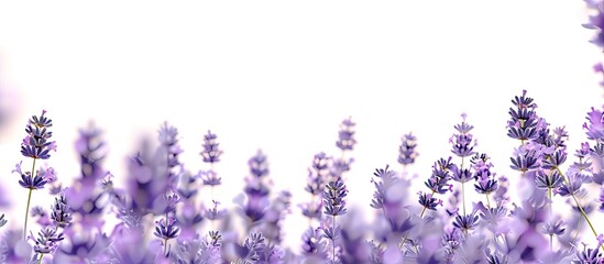 Naklejka premium Lavender blooms with copy space image on a white backdrop
