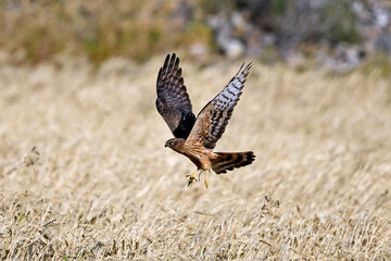 Wiesenweihe (Circus pygargus) - Weibchen mit Heuschrecke in den Fängen // Montagu's harrier (Circus pygargus) - female with grasshopper in the fangs