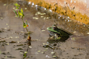 Close up shot of a Marsh Frog, pelophylax ridibundus, in a pond